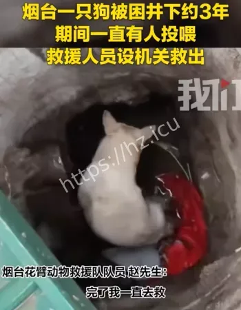 一只狗被困井下